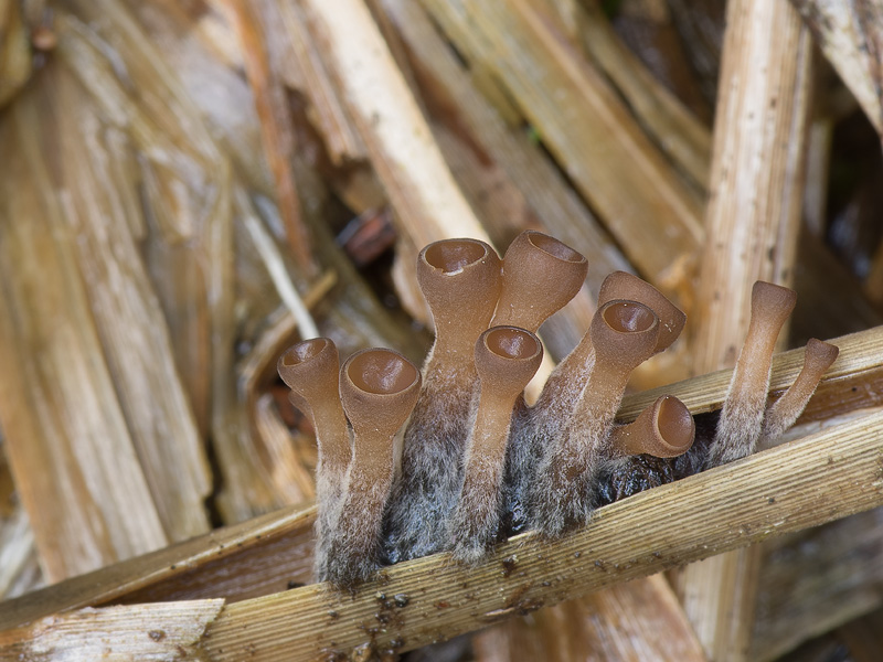 Myriosclerotinia scirpicola